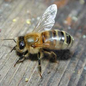 рабочая пчела