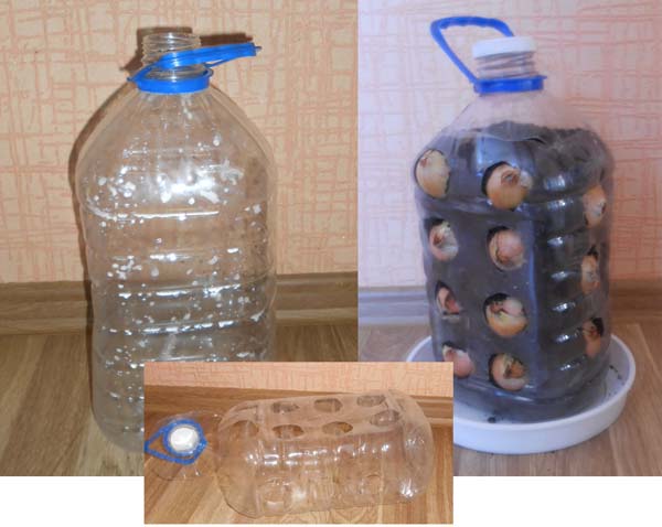 лук в пластиковой бутылке
