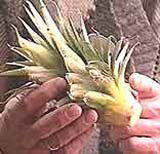 розетки ананаса для посадки