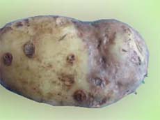 фитофтора на картофеле